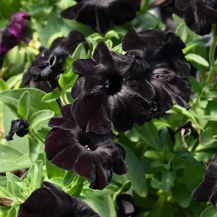 Black Petunia Flower Seeds 