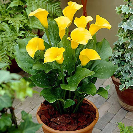 Yellow Zantedeschia Calla Lily Flower Seeds 
