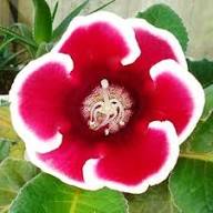 Red Blooming Gloxinia Flower Seed