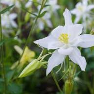 White Aquilegia Columbine Flower Seeds Home Garden Seeds for Planting Heirloom Non-GMO High Germination Organic Garden