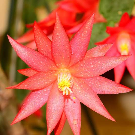 Red Rhipsalidopsis Gaertneri Flower Seeds 