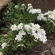 White Candytuft Flower Seeds