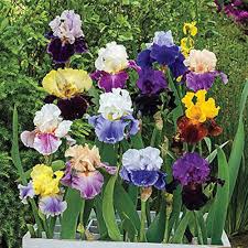 Bearded Iris Flower Seeds 