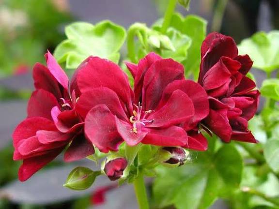 Pelargonium Peltatum Flower Seeds for - Heirloom Non GMO Premium Garden Seeds for Planting, High Germination Outdoor Pla