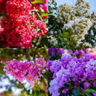 Mixed Lagerstroemia Flower Seeds