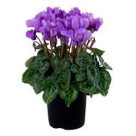 Purple Cyclamen Flower Seeds Exotic Flowering Plants Colorful Backyard Beauty Colorful Seeds for Planting Heirloom Non GMO High Germination Organic Garden Seeds