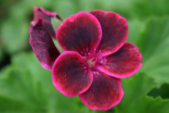Pelargonium Peltatum Flower Seeds