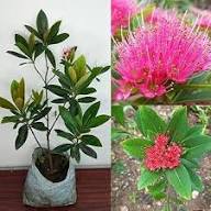 Pink Ceanothus Flower Seeds - Heirloom Non GMO Garden Seeds for Planting, High Germination Quality