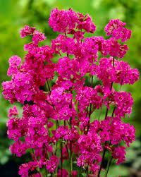 Pink Lychnis Chalcedonica Flower Seeds - Heirloom Non GMO Premium Garden Seeds for Planting, High Germination Outdoor Pl