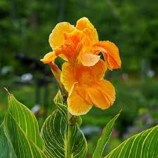 Red Yellow Canna Flower Seeds 