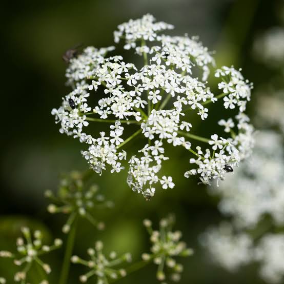White Hemlock Flower Seeds 