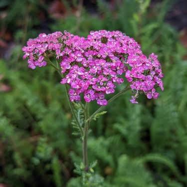 Pink Achillea Flower Seeds