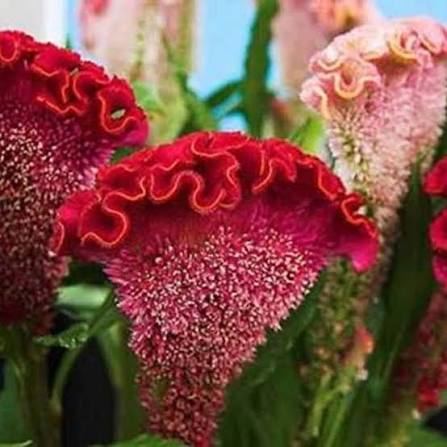 Mix Cockscomb Flowers Seeds