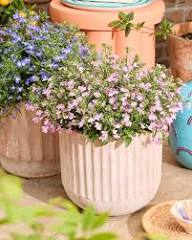 Pink Lobelia Erinus Flower Seeds - Heirloom Non GMO Premium Garden Seeds for Planting, High Germination Outdoor Plants