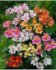 Mixed Alstroemeria Flowers Seeds Heirloom Non - Heirloom Non GMO Flower Seeds, Premium High Germination Garden Planting