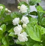 White Jasmine Bonsai Flower Seeds Heirloom Non GMO High Germination Organic Garden Seeds for Planting Fragrant Ornamenta