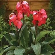 Pink Pale Canna Flower Seeds Easy Grow Blossoms Home Garden Decoration Colorful Landscape Seeds Non-GMO Premium...