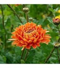 Yellow Orange Chrysanthemum Flower Seeds Easy Grow Blossoms - Heirloom Non GMO High Germination Garden Seeds