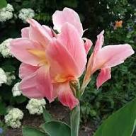 Pink Canna Lily Flower Seeds