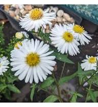 White Aster Flower Seeds