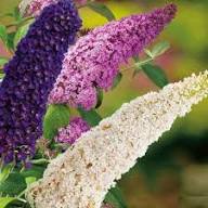 Purple Brunfelsia Flower Seeds - Heirloom, Non-GMO, High Germination Flower Seeds for Planting