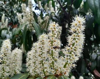 White Laurus Nobilis Flower Seeds 