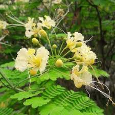 White Caesalpinia Flower Flower Seeds - Heirloom Non GMO High Germination Organic Garden Planting Seeds