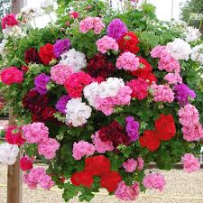 Mixed Geranium Flower Seeds 