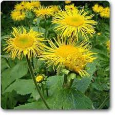 Elecampane Flower Seeds 