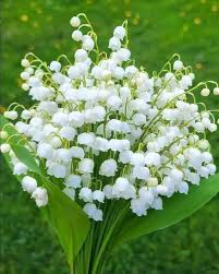 LILY OF THE VALLEY Flower Seeds