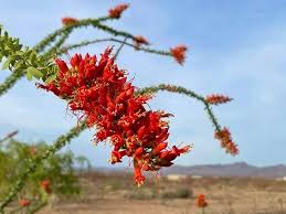 Ocotillo Flower Seeds