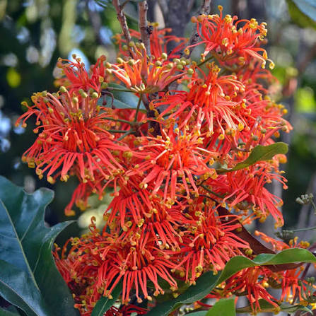 Red Stenocarpus sinuatus Flower 