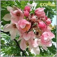 Pink Apple Blossom Flower Flower Seeds - Heirloom Non GMO High Germination Organic Garden Planting Seeds