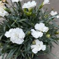 White Dianthus Seeds
