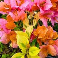 Red Yellow Bougainvillea Flower Seeds