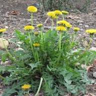 Yellow Dandelion Flower Seeds