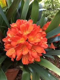 Red clivia Flower Seeds