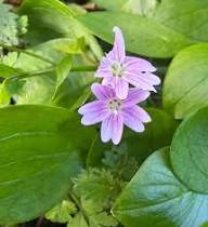Pink Claytonia Sibirica Flower Seeds - Heirloom Non GMO Garden Seeds for Planting, High Germination Quality