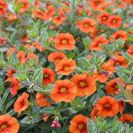 Calibrachoa Flower Seeds 