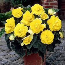 Yellow Begonia Flower Seeds 