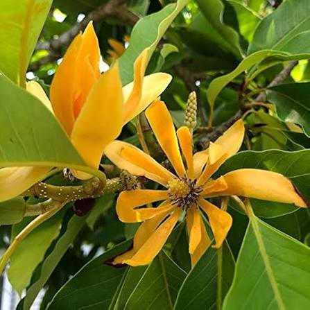 Orange Michelia Alba Flower Seeds