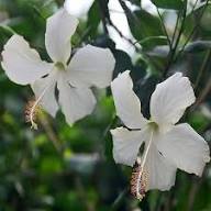 White Giant Hibiscus Flower Seeds for Growing Floral Seeds for Decorative Outdoor Landscapes Seeds for Planting