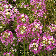 Pink Alyssum Flower Seeds - Heirloom Non GMO High Germination Garden Seeds for Planting