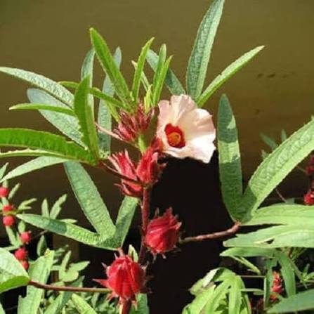 HIBISCUS ROSELLA Flower Seed