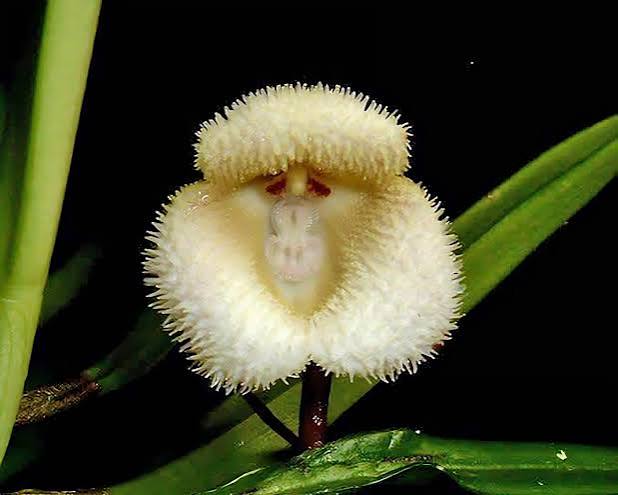 White Monkey Face Orchid Flower 