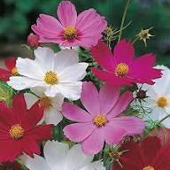 Pink Cosmos Flower Seeds - Heirloom Non GMO High Germination Flower Seeds for Planting