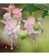Pink Fuchsia Flower Pale Fresh Planting Hanging Fuchsia Blooms Flower Seeds for Planting Heirloom Non-GMO High