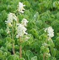 White Corydalis Flower Seeds - Heirloom Non GMO High Germination Flower Seeds for Planting