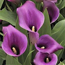 Purple Calla Lily Flower Seeds