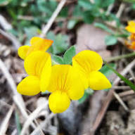 Yellow Corniculatus Flower Seeds - Heirloom Non GMO High Germination Flower Seeds for Planting